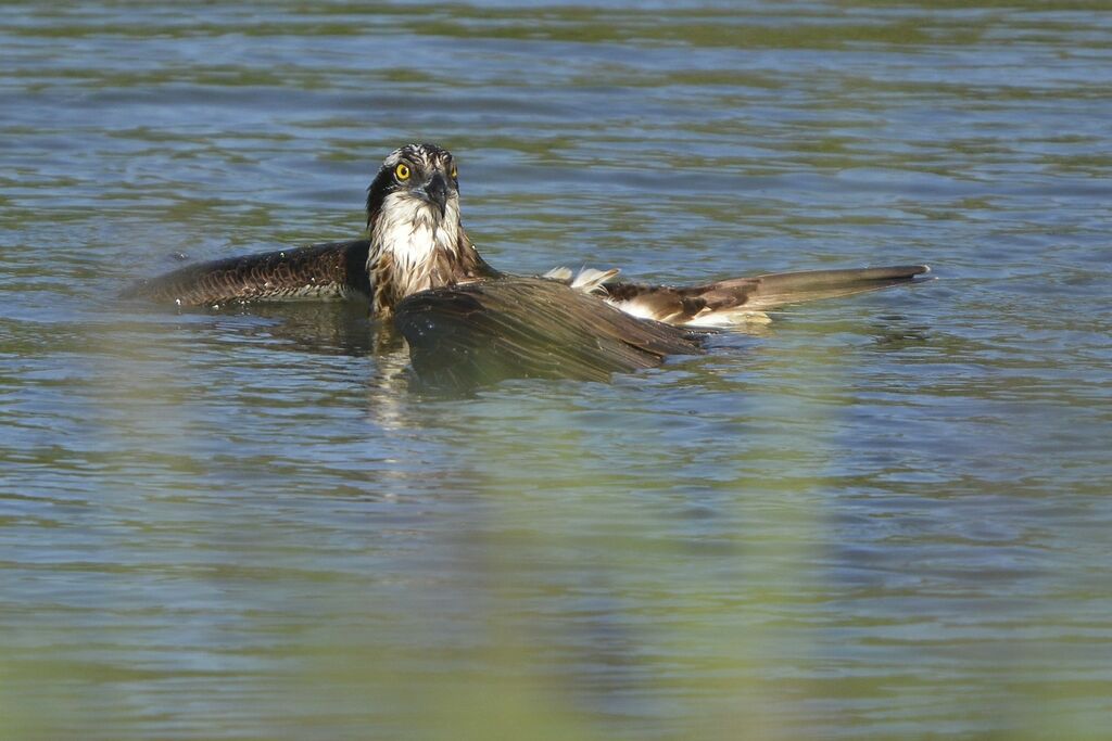 Ospreyadult