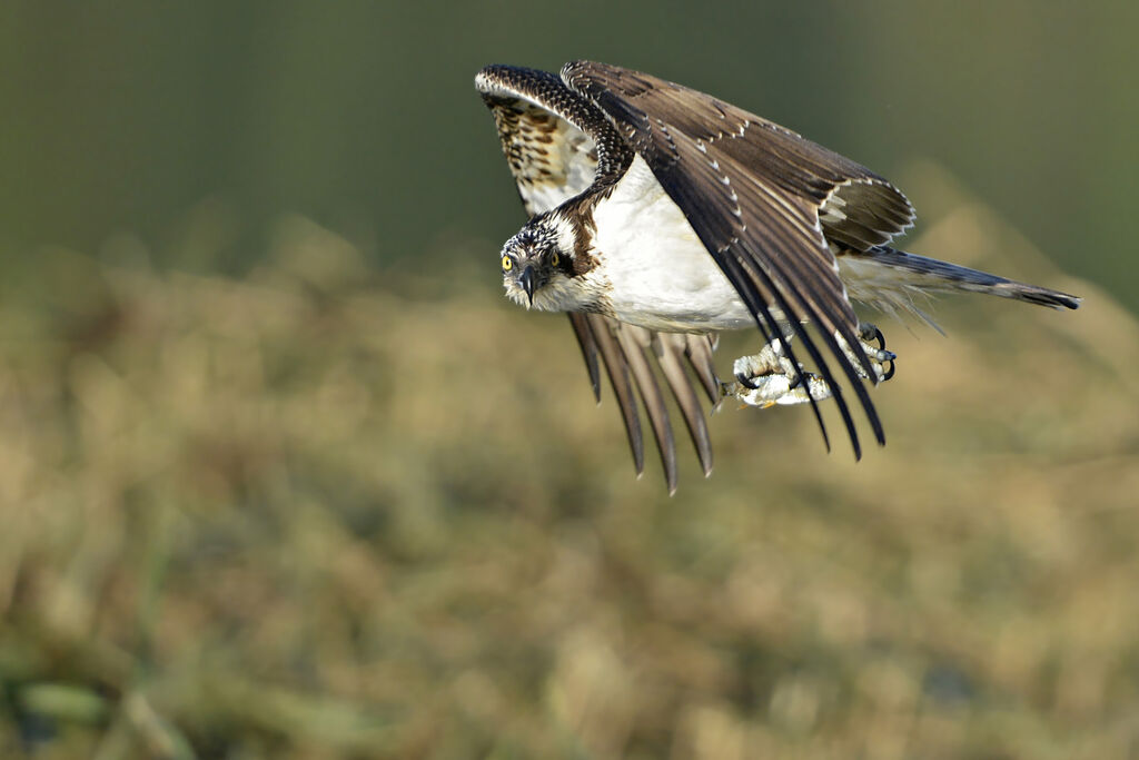 OspreyFirst year, fishing/hunting