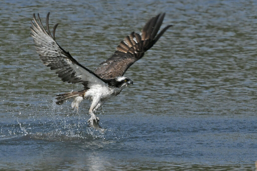 Ospreyadult, fishing/hunting