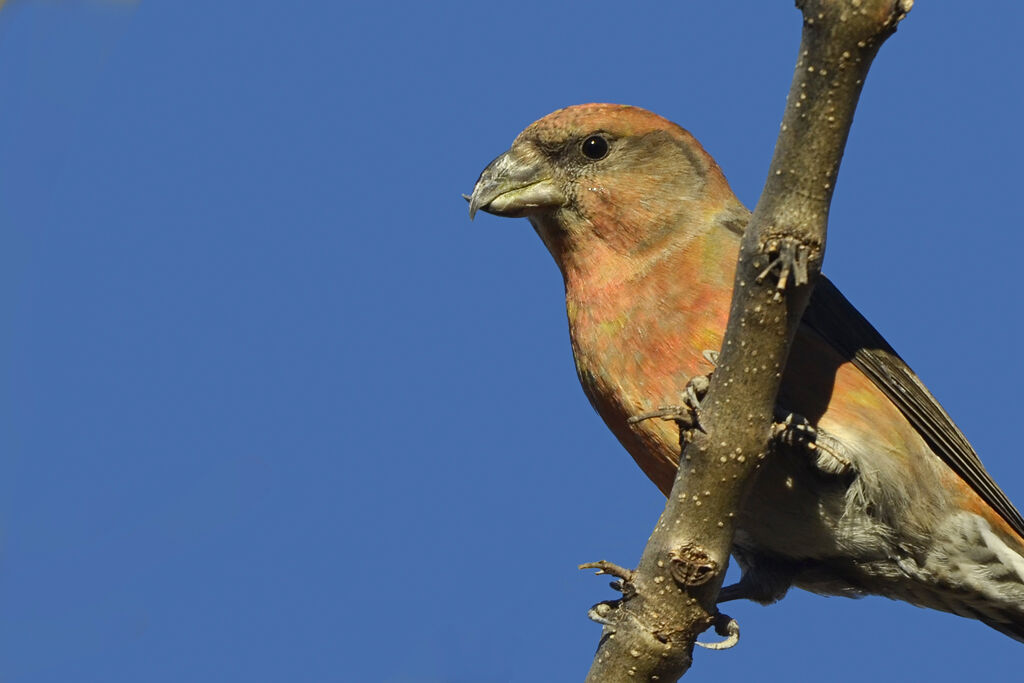 Bec-croisé des sapins mâle, portrait