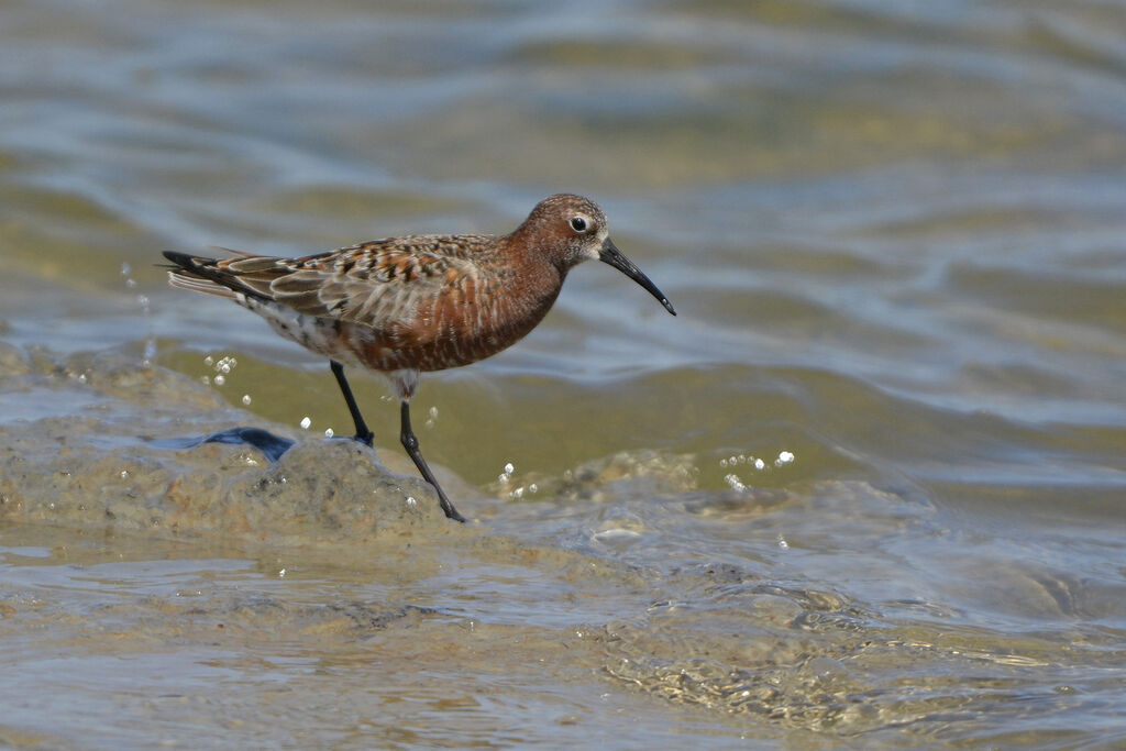 Curlew Sandpiper male adult breeding, identification