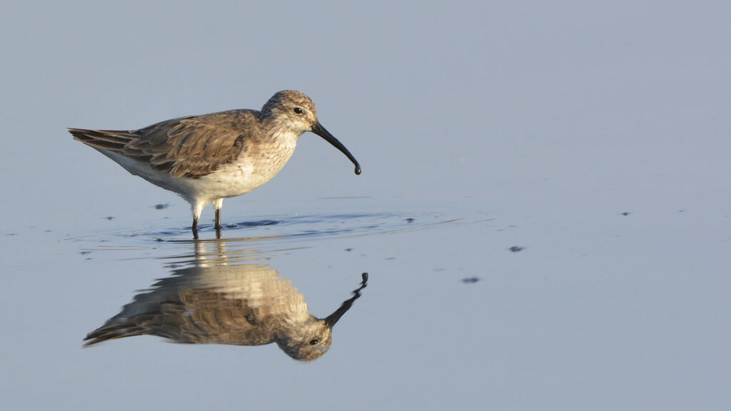 Curlew Sandpiperadult post breeding, identification