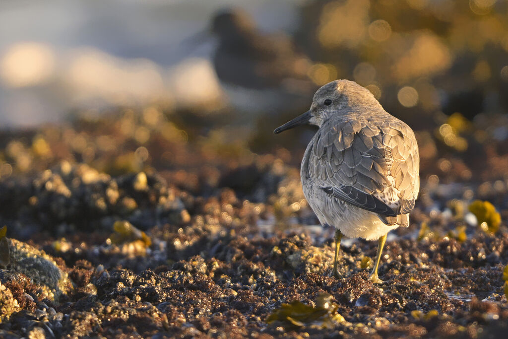 Red Knotadult post breeding, identification