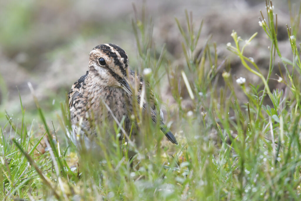 Common Snipeadult, close-up portrait
