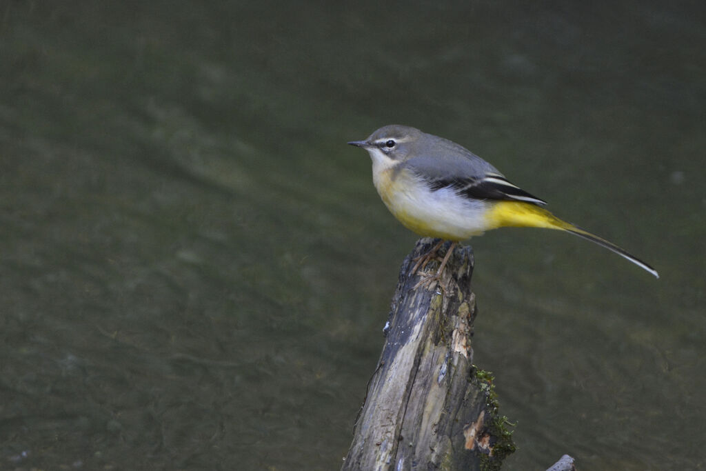 Grey Wagtail