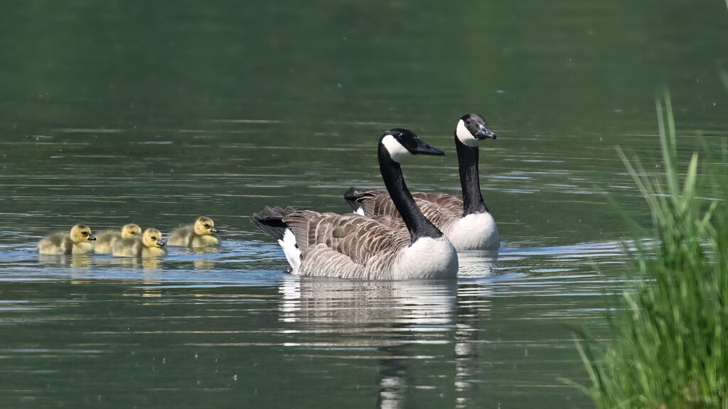 Canada Goose, identification