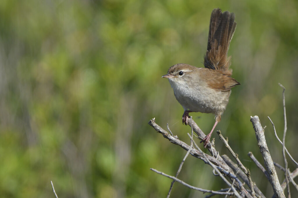Bouscarle de Cettiadulte, identification