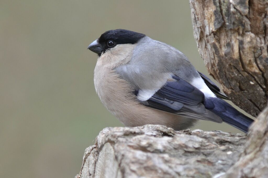 Eurasian Bullfinch female adult, identification