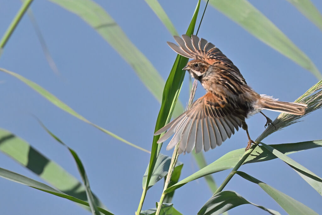 Common Reed Bunting female adult breeding, Flight
