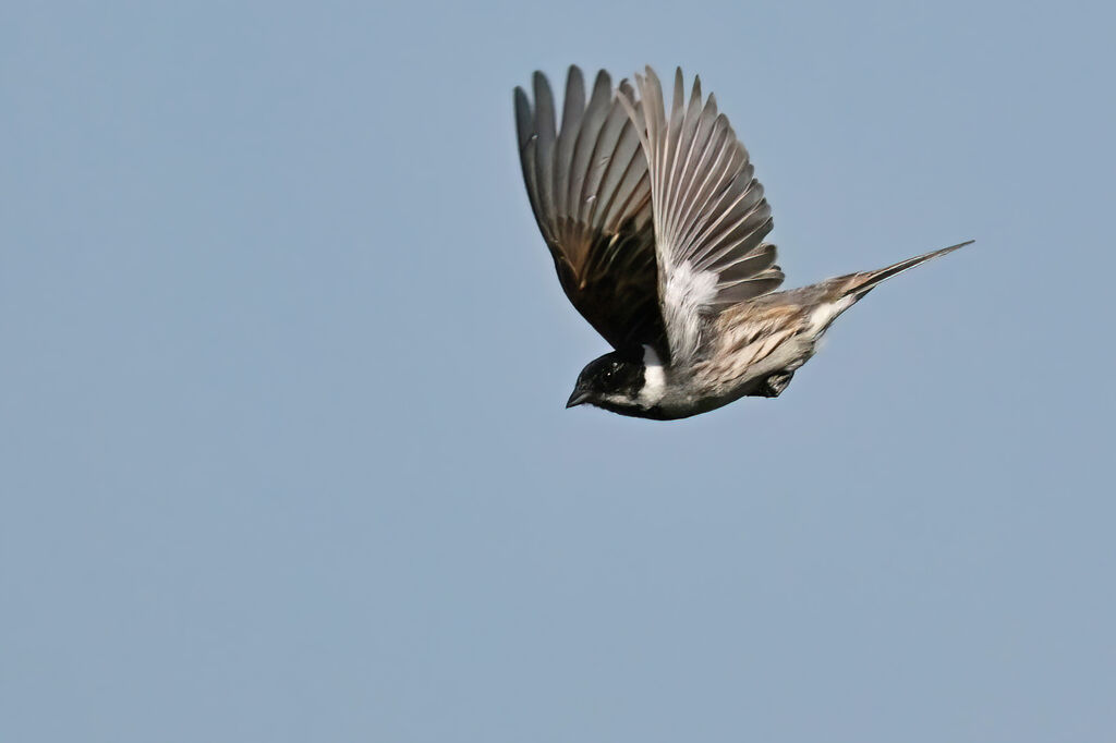 Common Reed Bunting