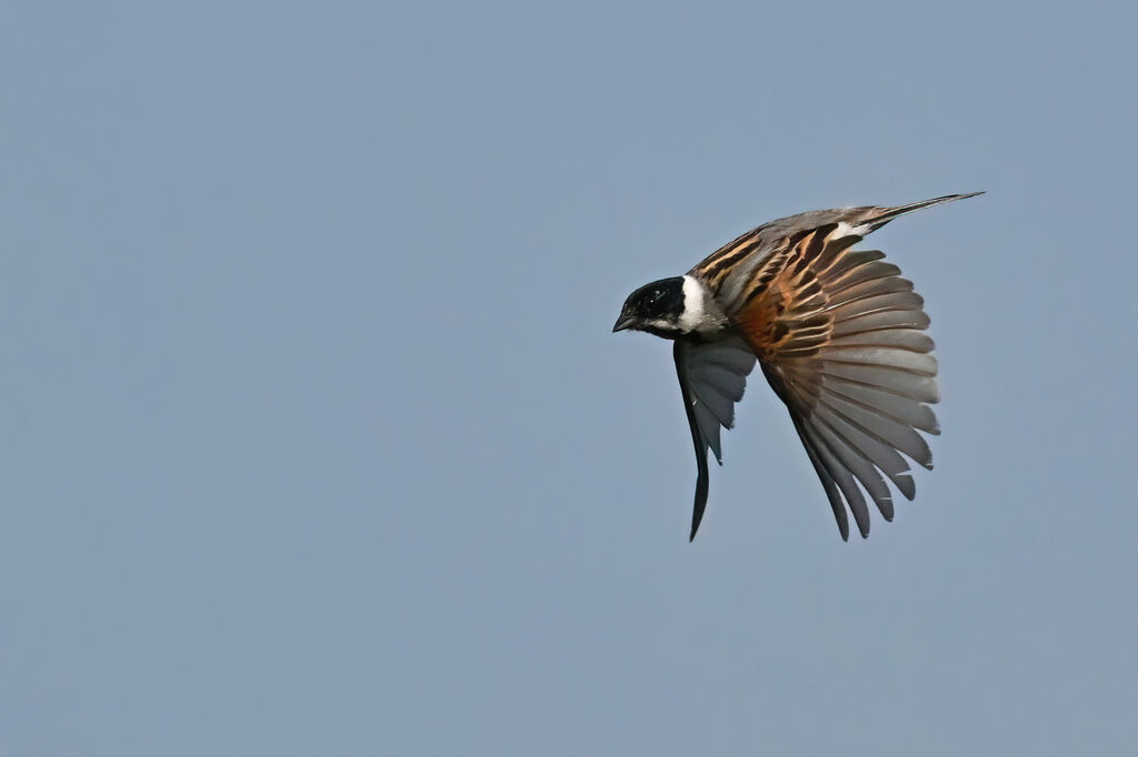 Common Reed Bunting