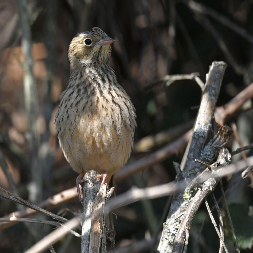 Bruant ortolanjuvénile, identification