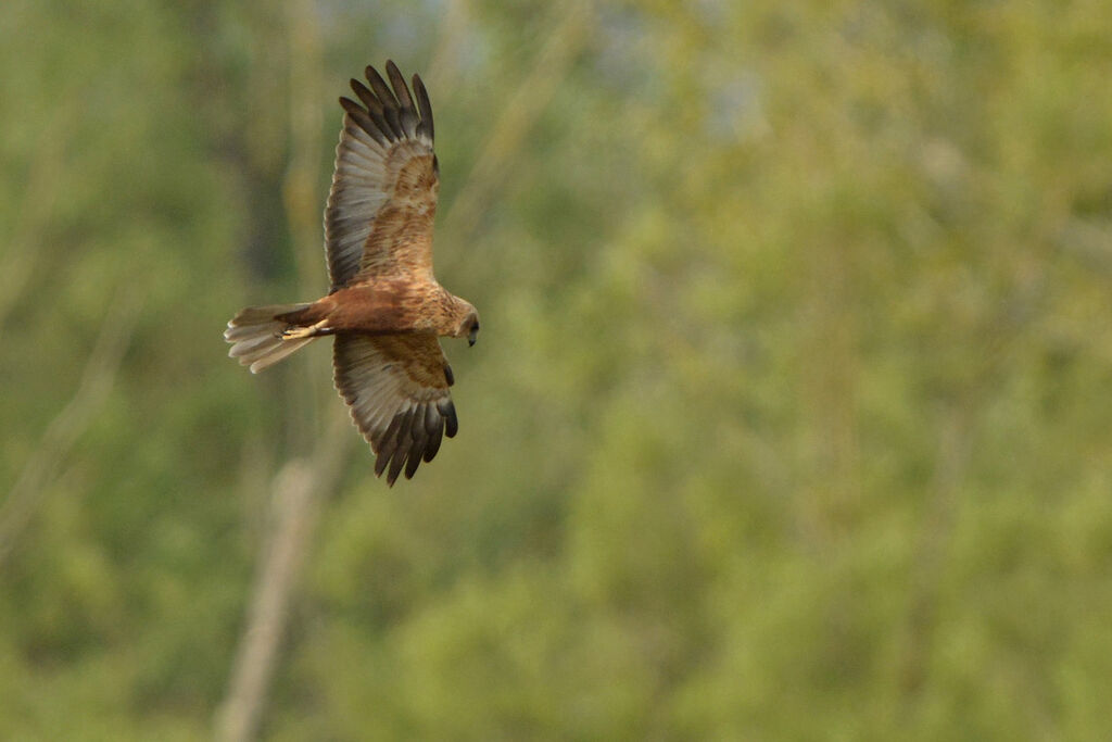 Western Marsh Harrier male adult, Flight