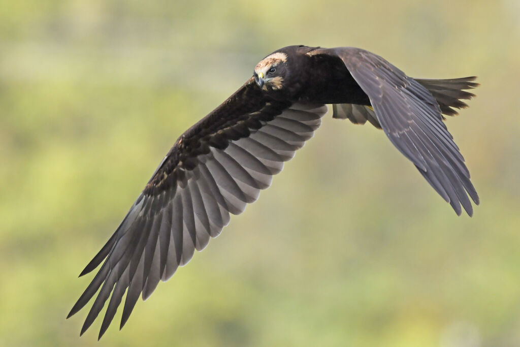 Western Marsh HarrierFirst year, Flight