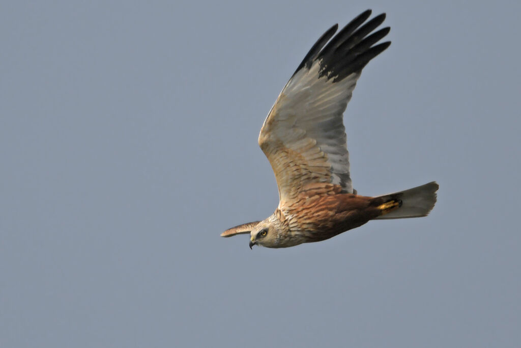 Western Marsh Harrier male adult, Flight