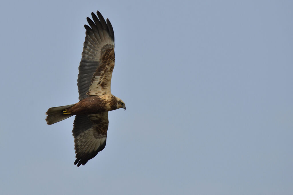 Western Marsh Harrier female adult, Flight