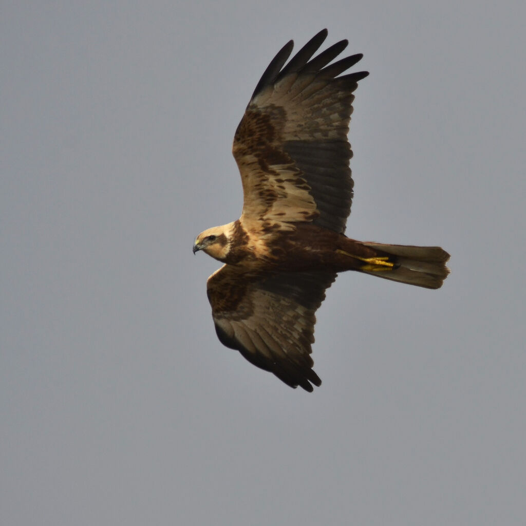 Western Marsh Harrier female adult, Flight
