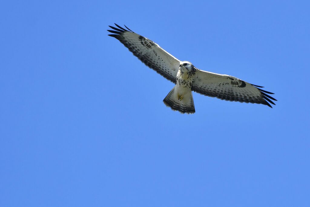 Buse variable, Vol