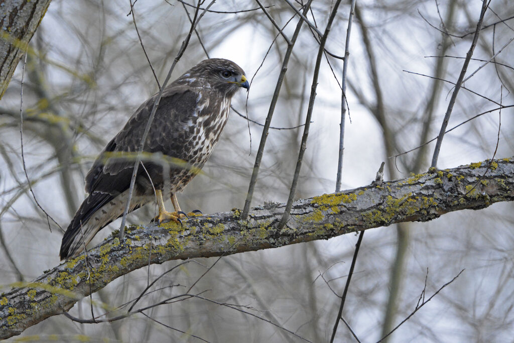 Buse variableadulte, identification