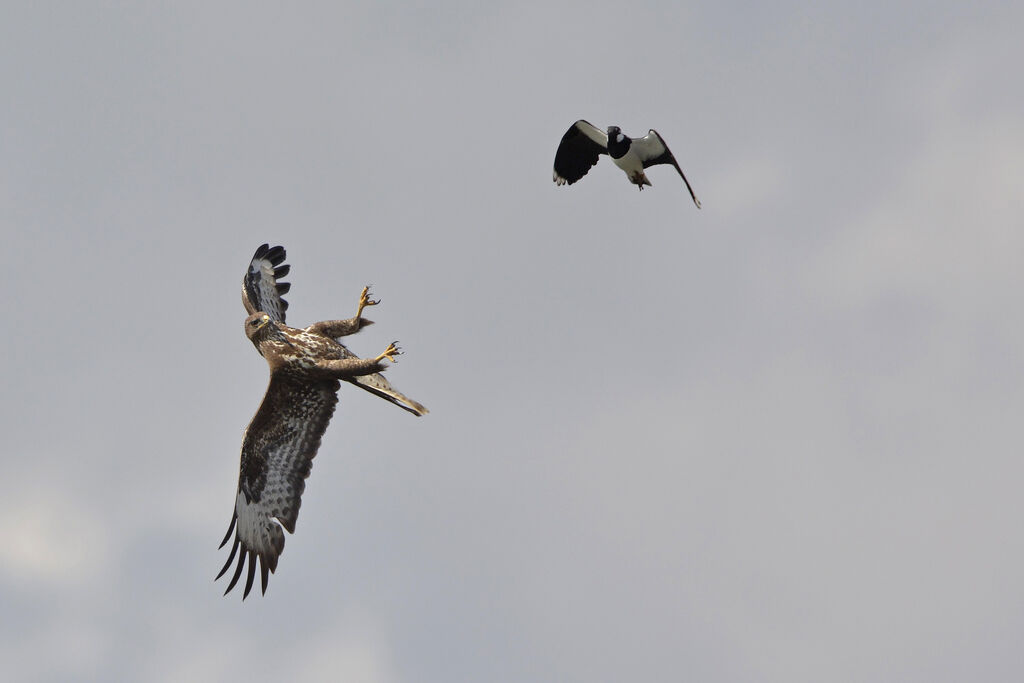 Buse variable