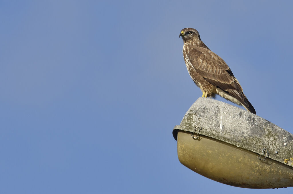 Buse variable
