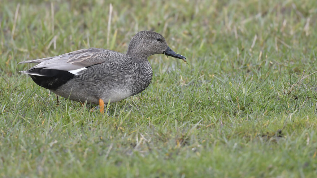 Canard chipeau mâle adulte nuptial, identification