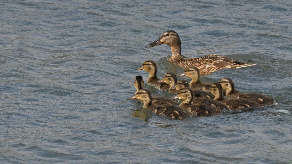 Canard colvert, identification