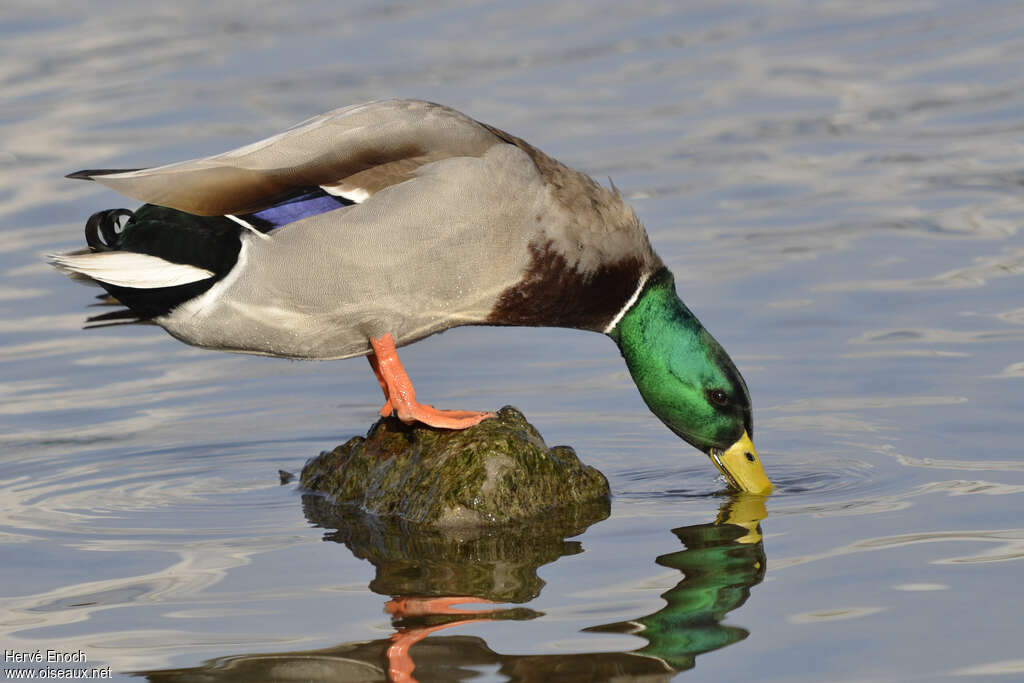 Canard colvert mâle adulte nuptial, identification