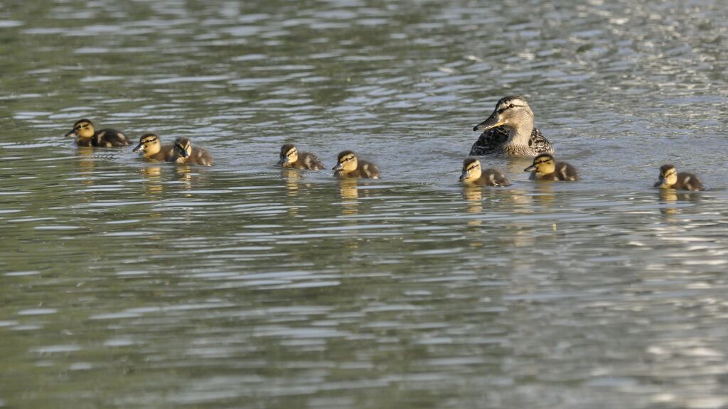 Canard colvert, Comportement