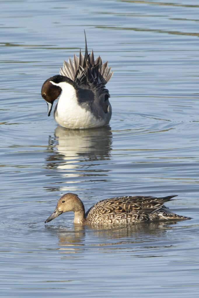 Canard piletadulte