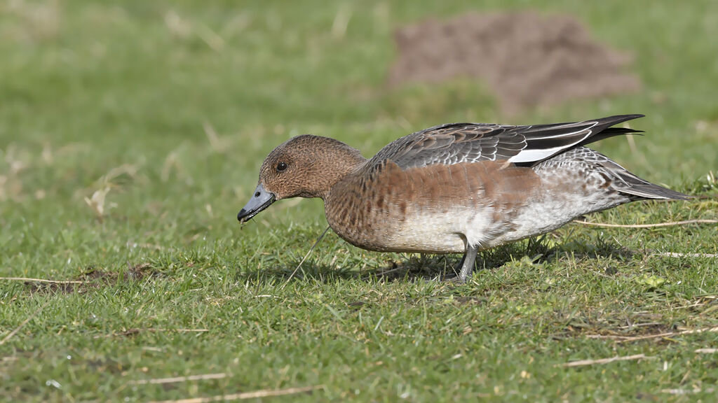 Canard siffleur femelle adulte nuptial, identification
