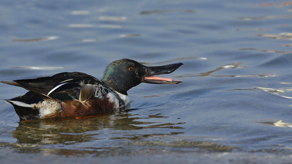 Northern Shoveler male subadult, identification