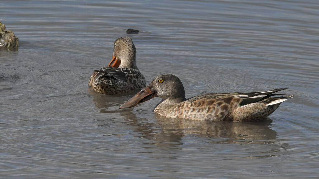 Canard souchetadulte internuptial