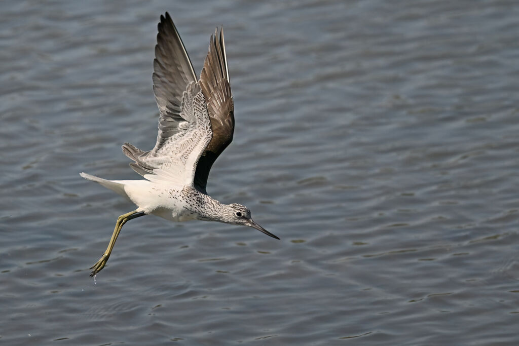 Common Greenshank