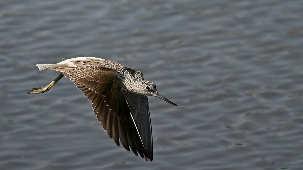 Common Greenshank