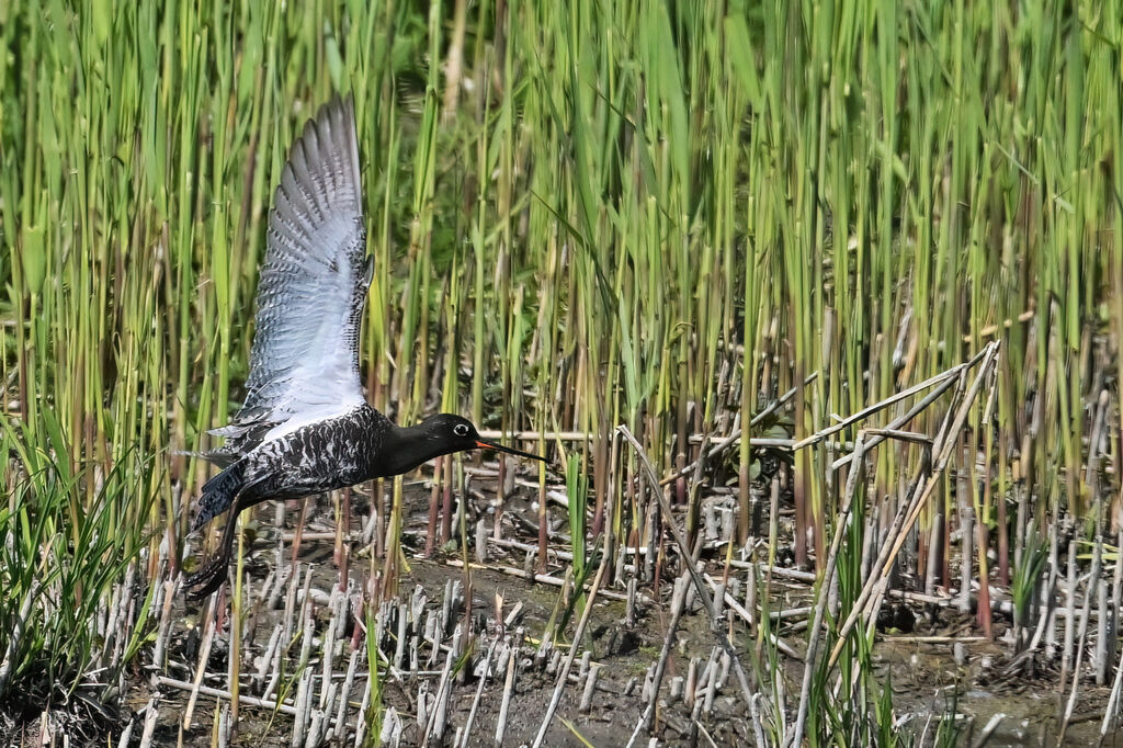 Spotted Redshankadult breeding, Flight