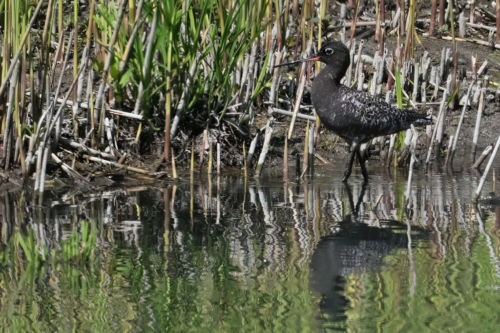 Spotted Redshankadult breeding, identification
