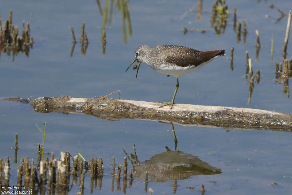 Green Sandpiperadult, Behaviour