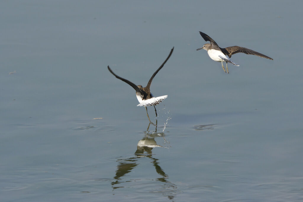 Green Sandpiperadult, Flight