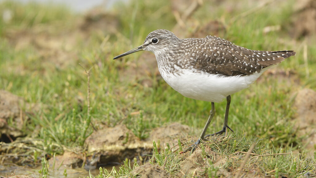 Green Sandpiperadult, identification