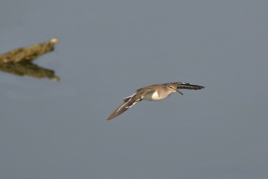 Common Sandpiper, Flight