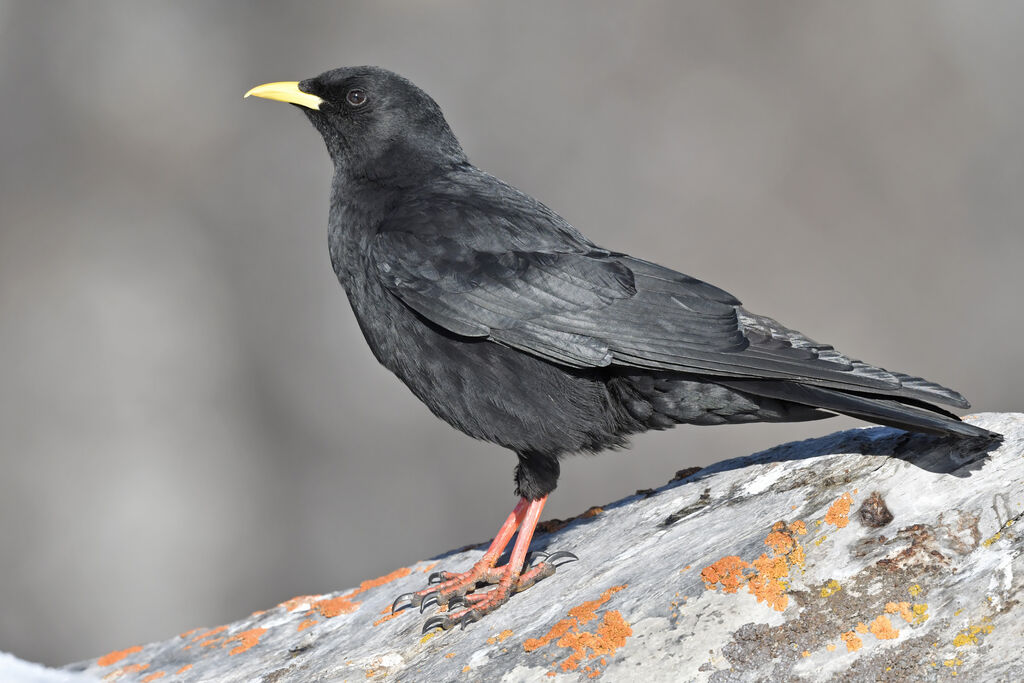 Chocard à bec jauneadulte, identification