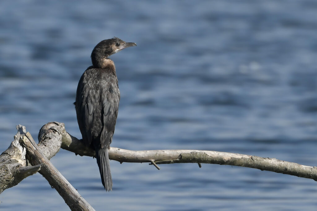 Pygmy CormorantFirst year, identification