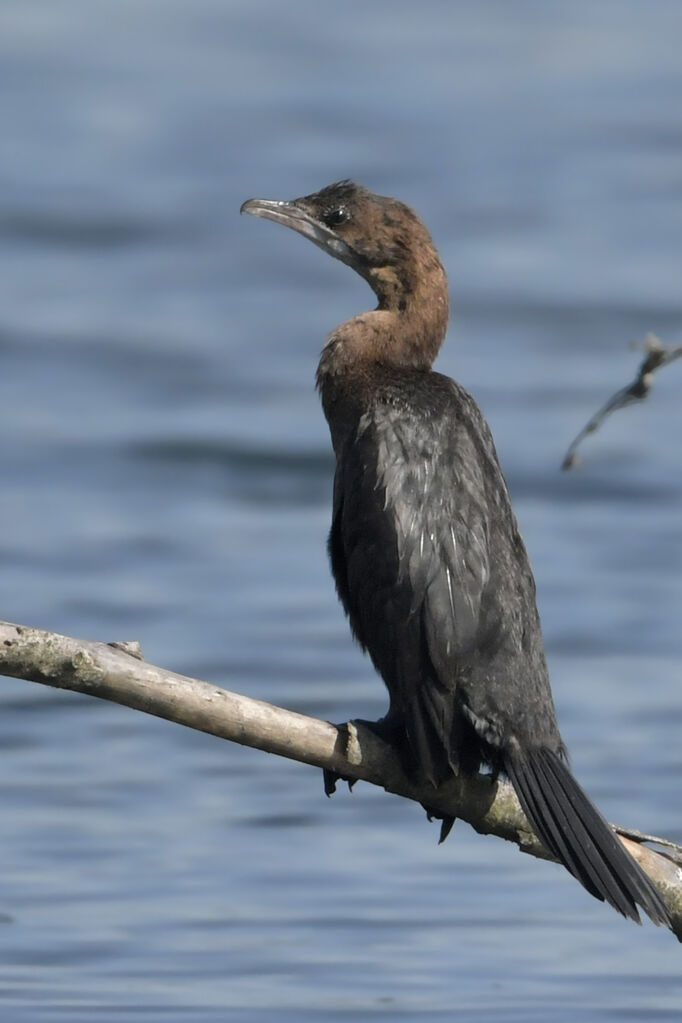 Cormoran pygmée1ère année, identification