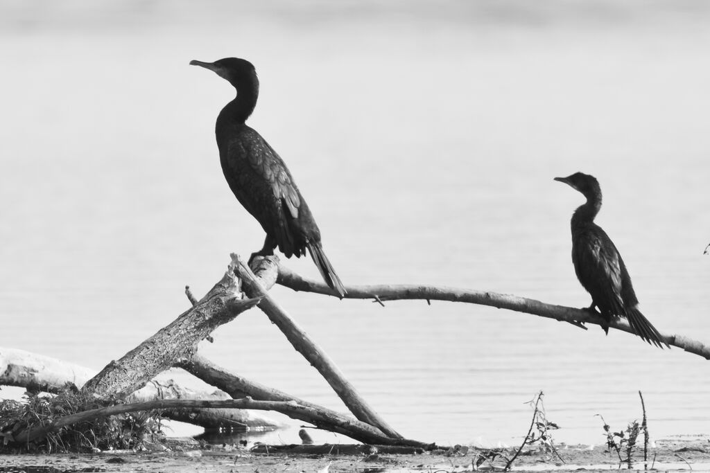 Cormoran pygmée1ère année, identification