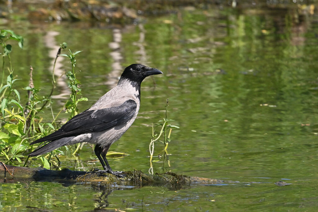 Hooded Crow