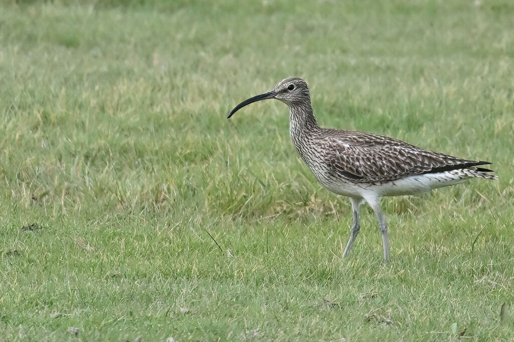 Courlis corlieuadulte, identification