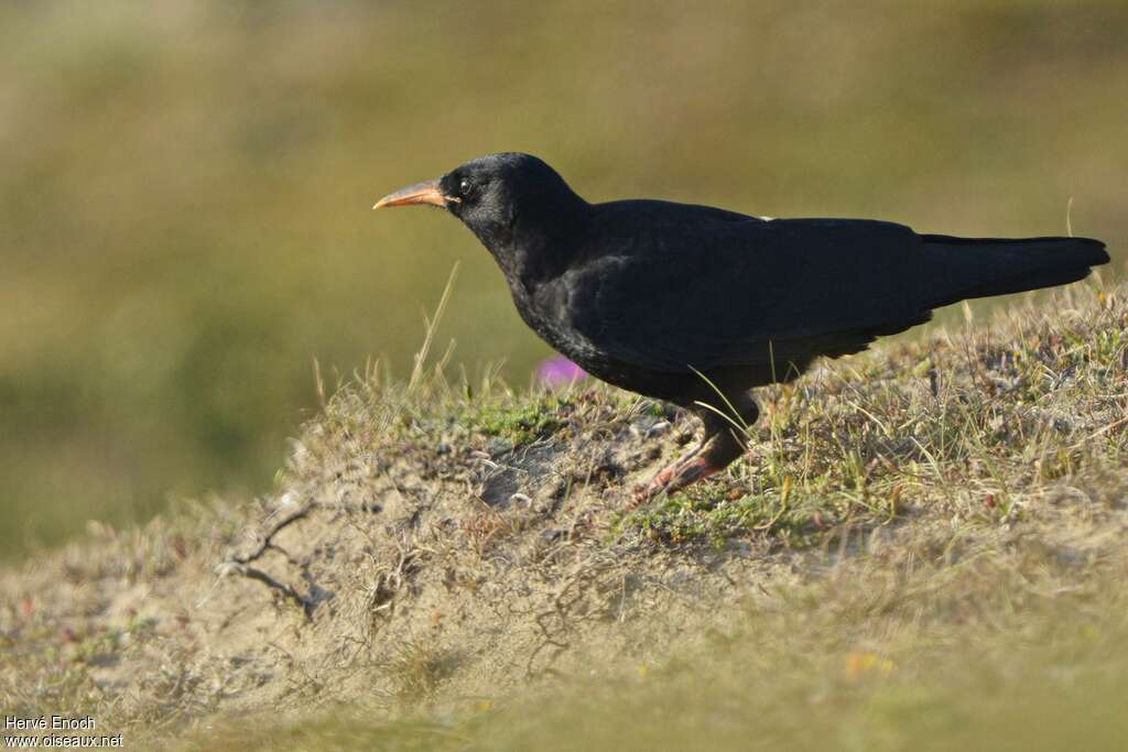 Crave à bec rouge1ère année, identification