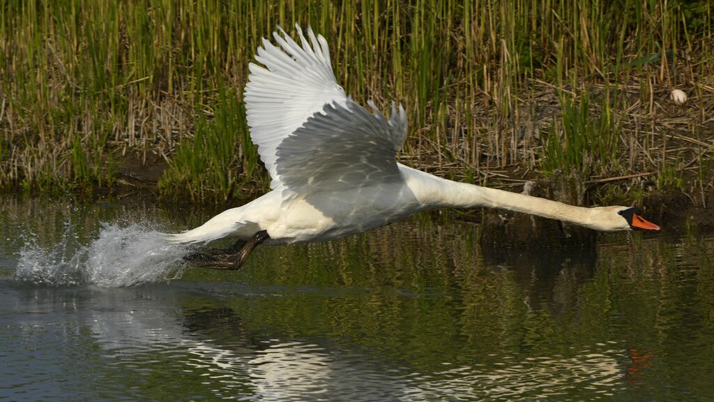 Cygne tuberculé, Vol