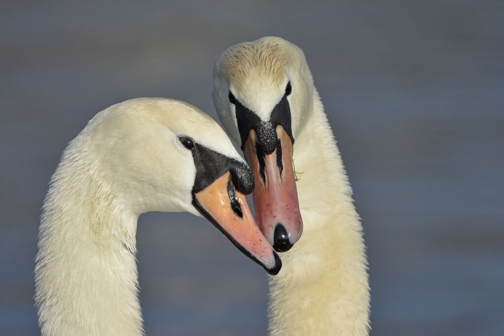 Mute Swan